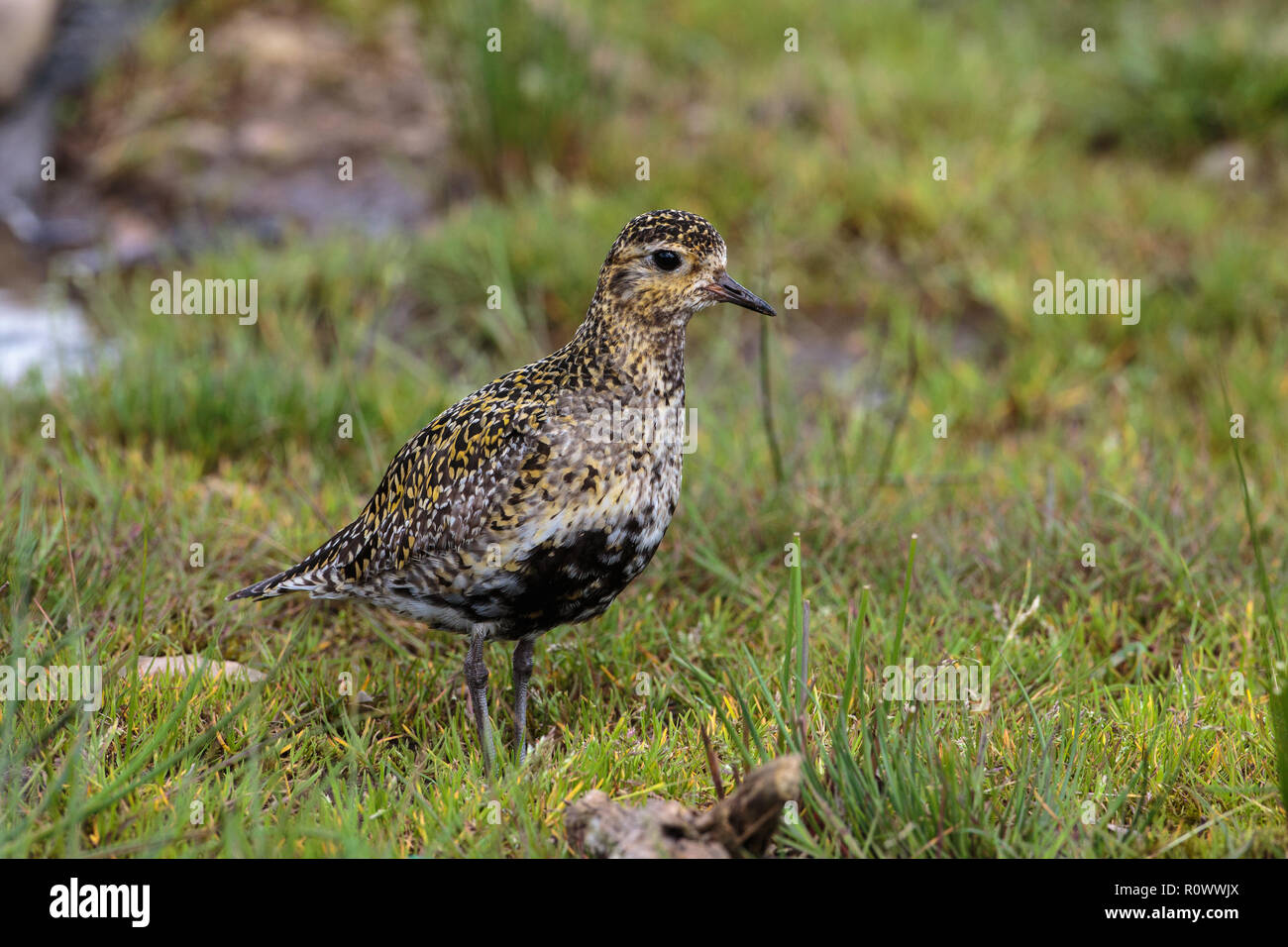 European Golden Plover, Pluvialis apricaria, female breeding plumage Stock Photo