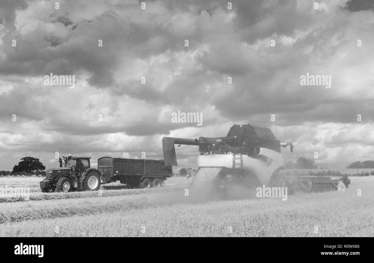 Modern machinery harvests a field of oats on a bright sunny morning in summer on August 10, 2018 in Beverley, Yorkshire, UK. Stock Photo