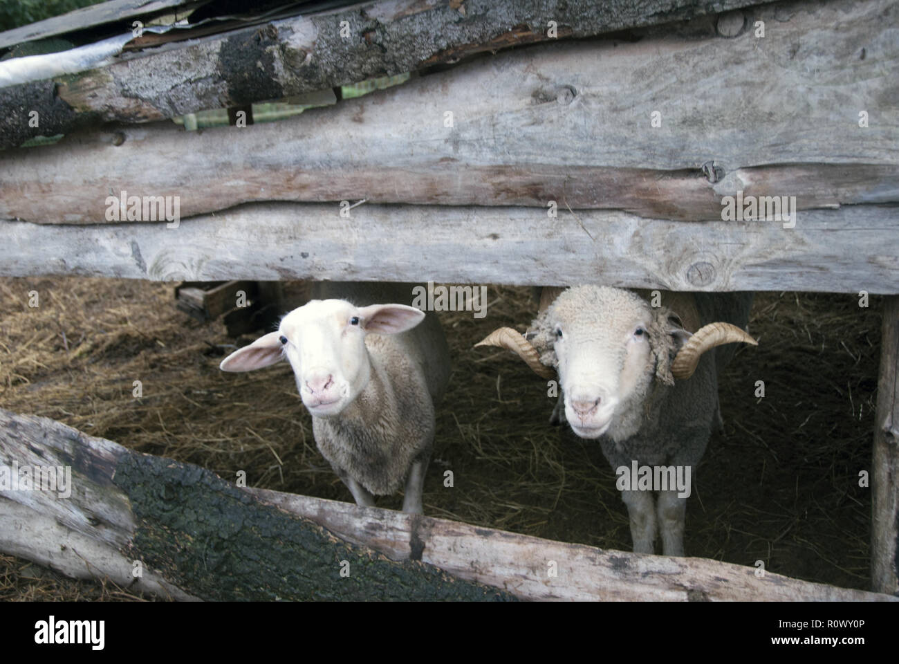 Two sheep protect themselves from rain in a farmhouse. Stock Photo