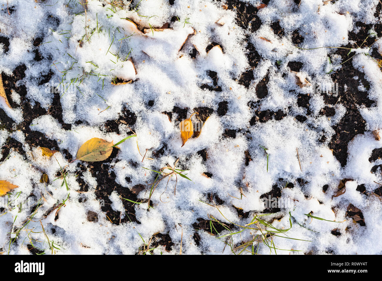top view of fallen leaves and the first snow on ground in cold autumn ...
