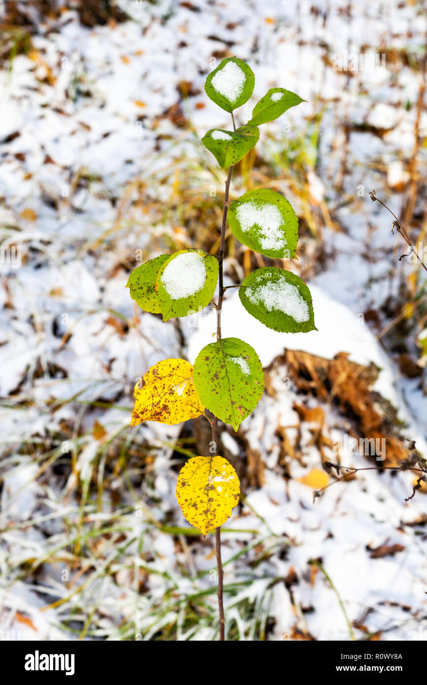 twig covered with the first snow on forest glade in cold autumn day Stock Photo
