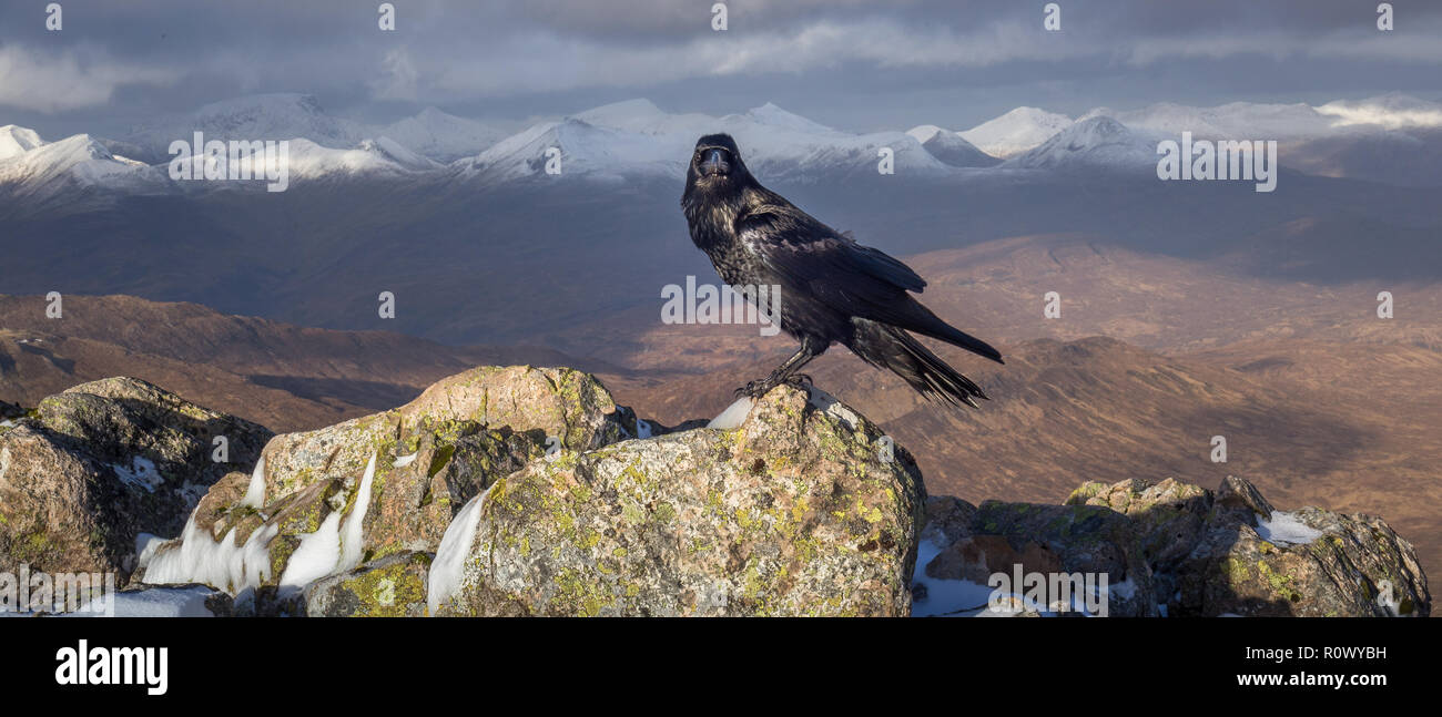 Shinny Black Crow (Corvidae Corvus) on peak of summit of Stob Dearg, Buachaille Etive Mòr, Scotland highlands with snow in the background Stock Photo