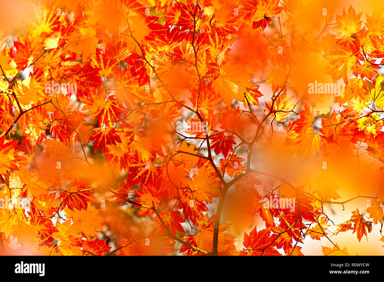 Close-up image of Vibrant Autumn coloured leaves of the Japanese maple tree - Acer Palmatum Stock Photo
