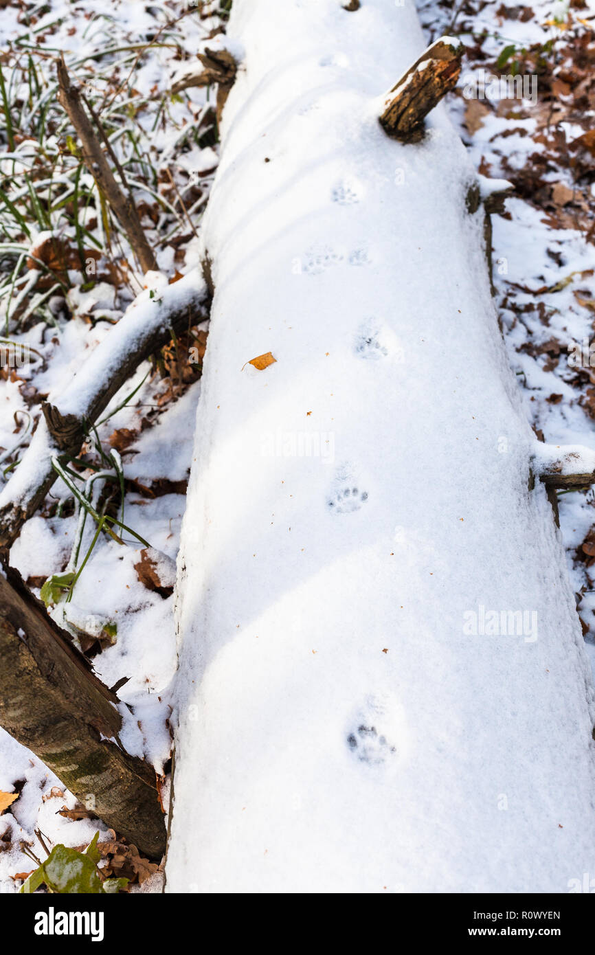 cat tracks on the first snow covered a broken tree trunk in urban park in frosty autumn day Stock Photo
