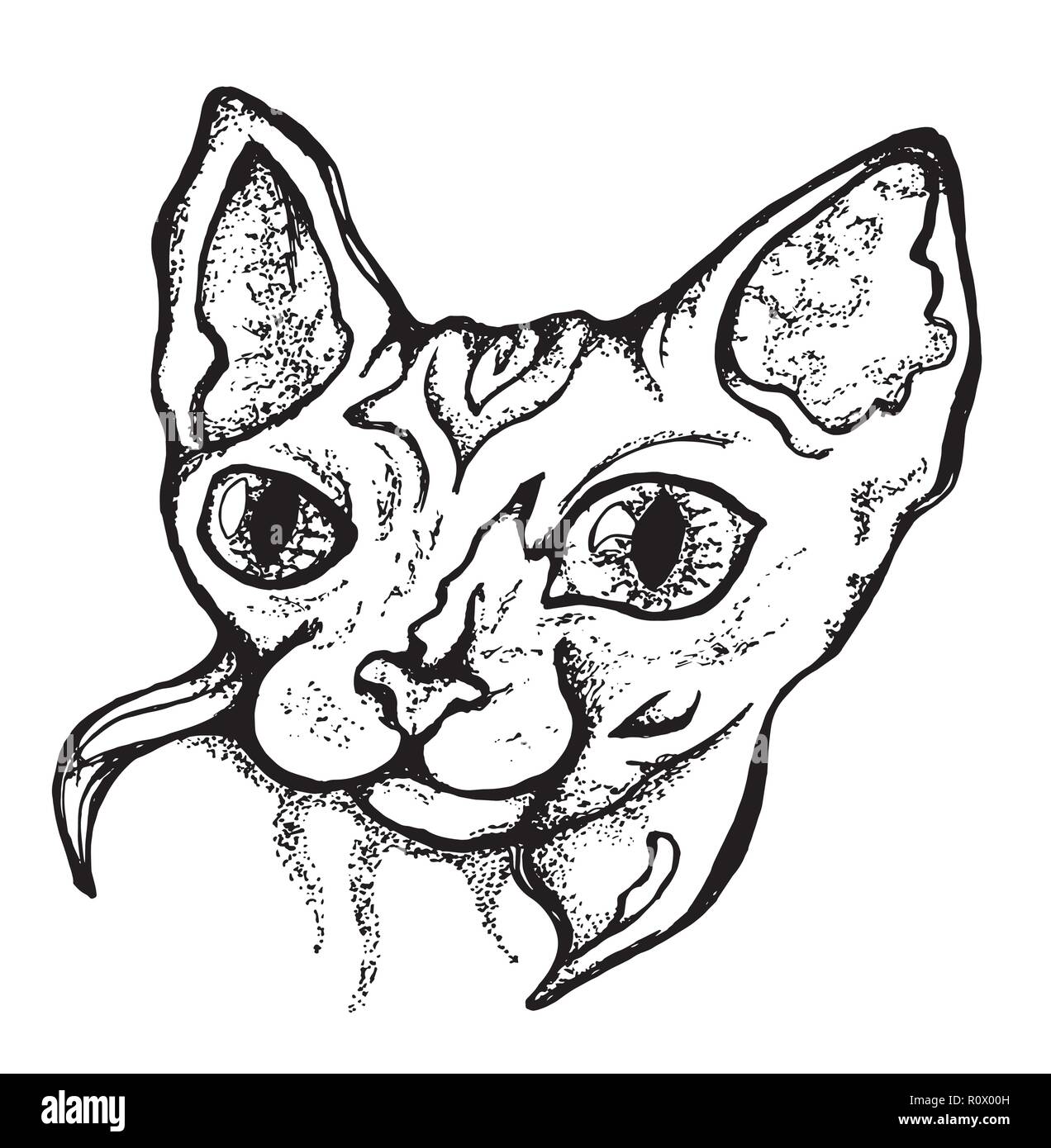 Black and white illustration of a drawing of a beauty bald cat Stock