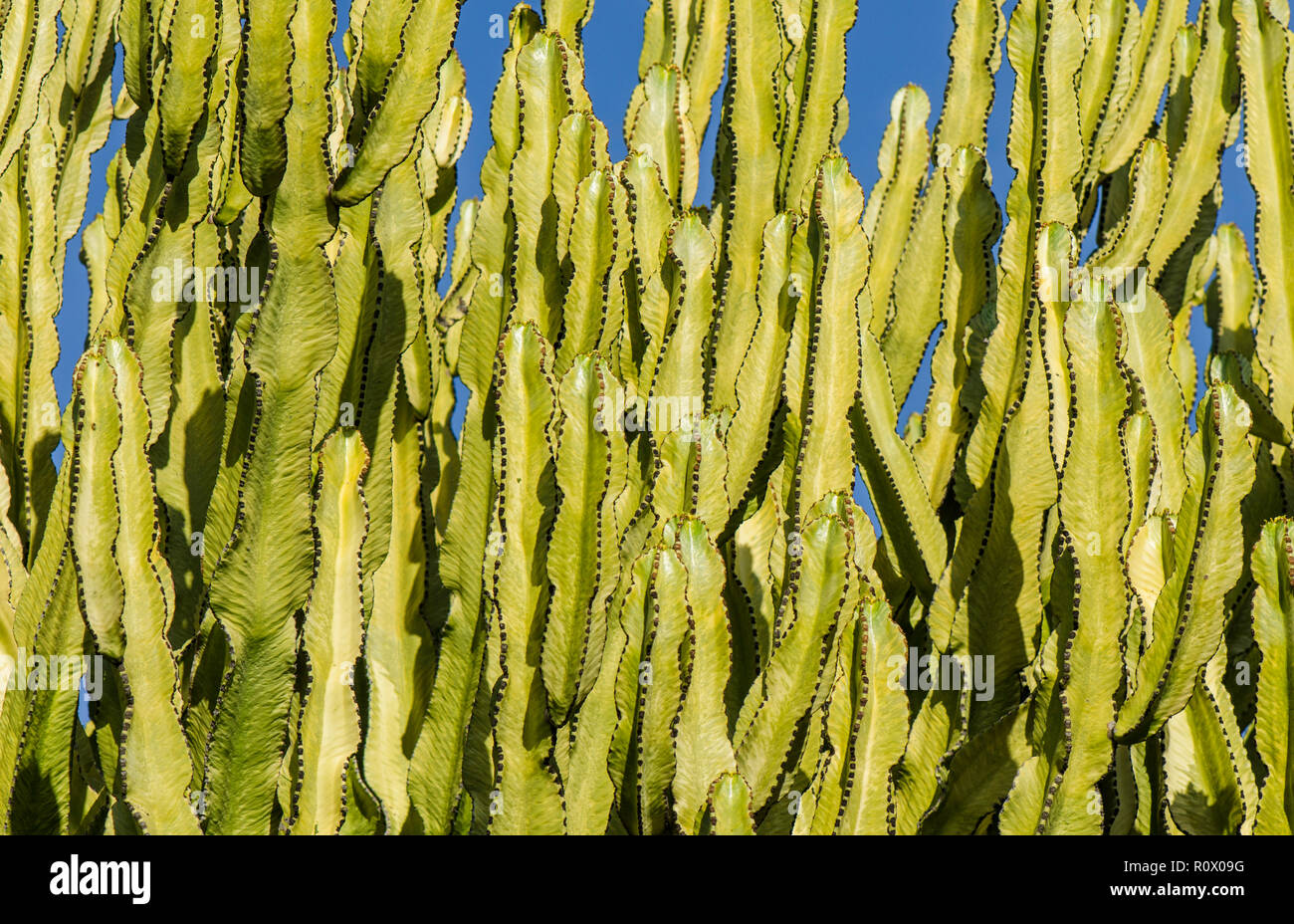 Detail of candelabra tree, Euphorbia candelabrum, Benalmadena, Spain. Stock Photo