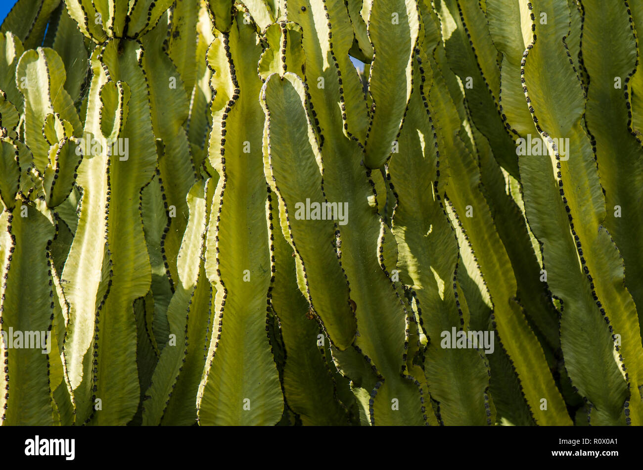 Detail of candelabra tree, Euphorbia candelabrum, Benalmadena, Spain. Stock Photo