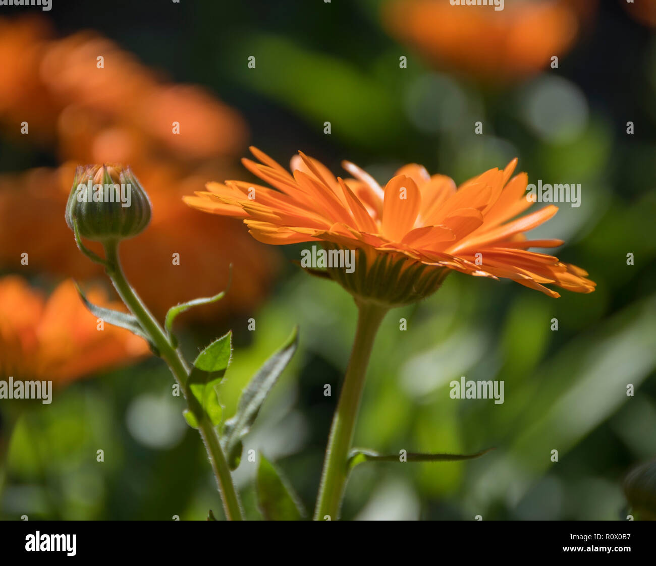 An english country garden in high summer Stock Photo - Alamy