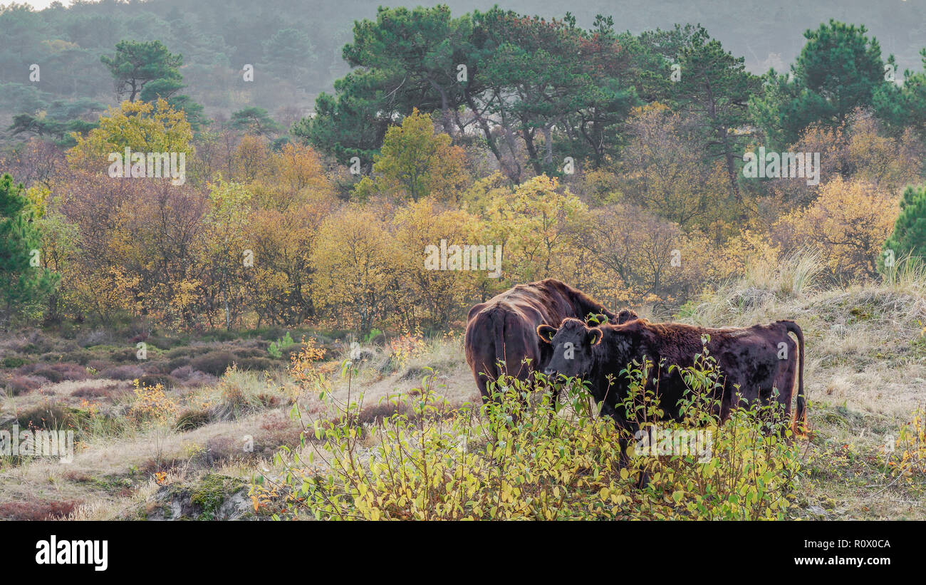 The sand dunes of Schoorl in The Netherlands Stock Photo - Alamy