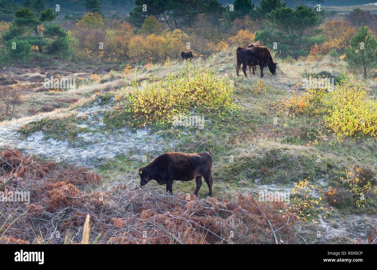 The sand dunes of Schoorl in The Netherlands Stock Photo - Alamy