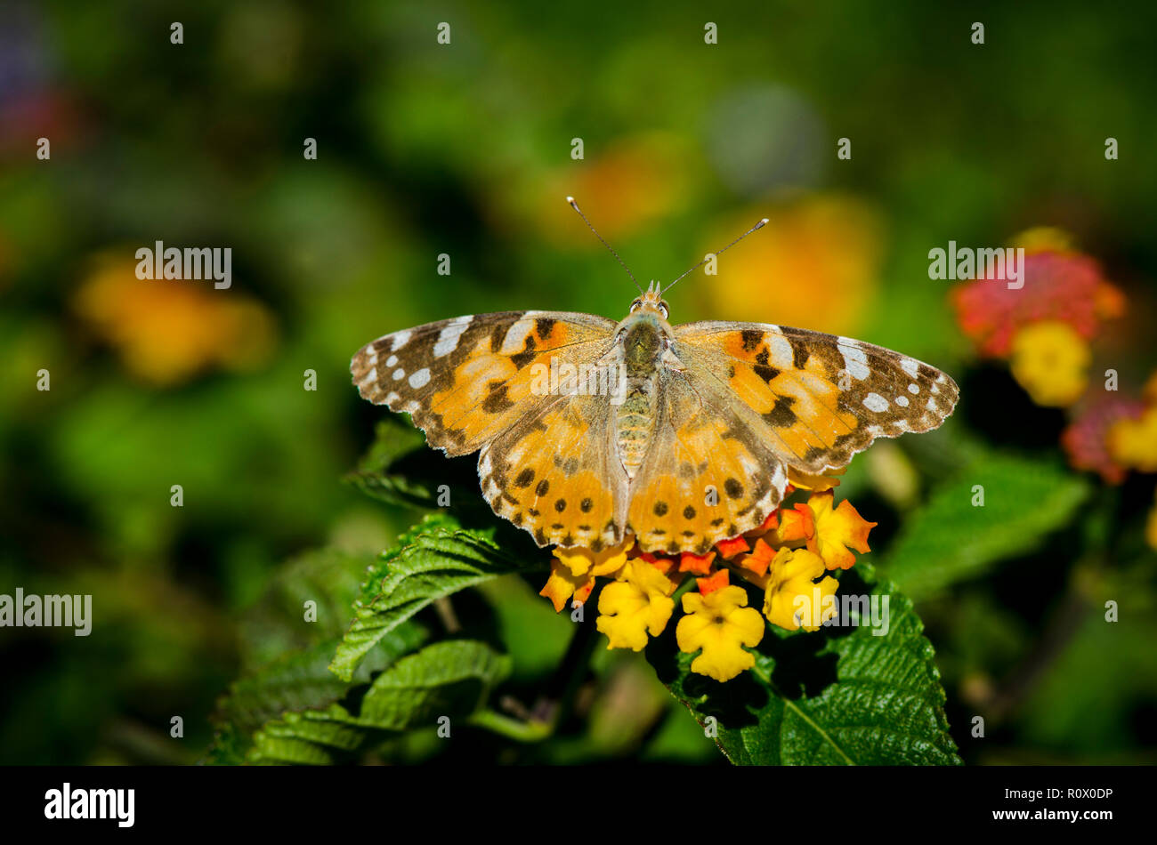 Painted lady, butterfly, vanesa cardui, basking in sun on Lantana Camara, wild-sage, red-sage, white- sage. Andalusia, Spain, Stock Photo