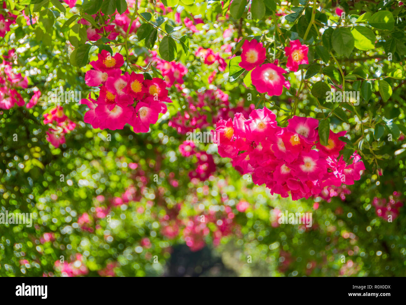 An english country garden in high summer Stock Photo - Alamy