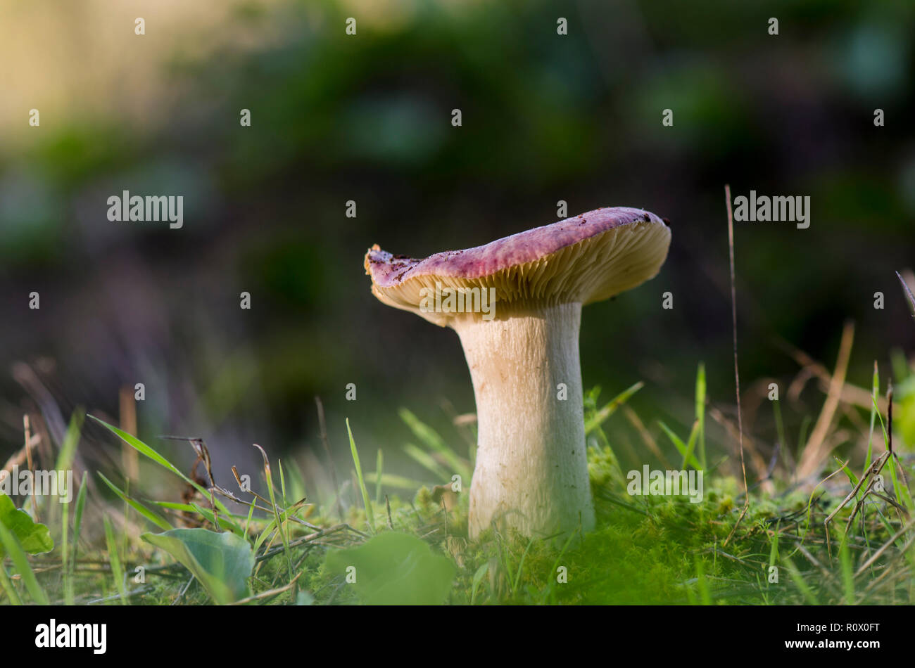 Mushroom, Russula sp. in forest, close up, macro, Spain. Stock Photo