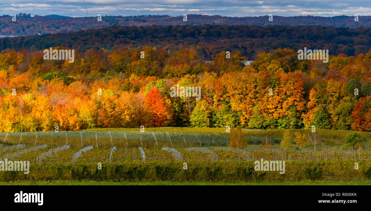 Sun breaking through the clouds on an autumn day lighting up the tree colors and the vineyards on Old Mission Peninsula in the fall. Stock Photo