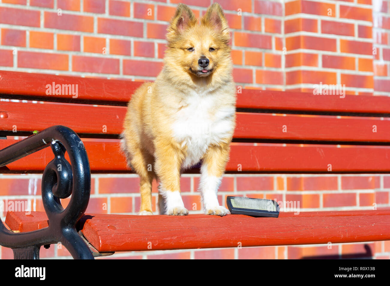 Brush grooming on a young shetland sheepdog Stock Photo