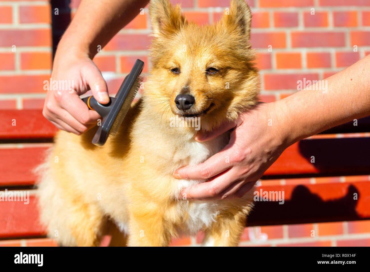 Brush grooming on a young shetland sheepdog Stock Photo