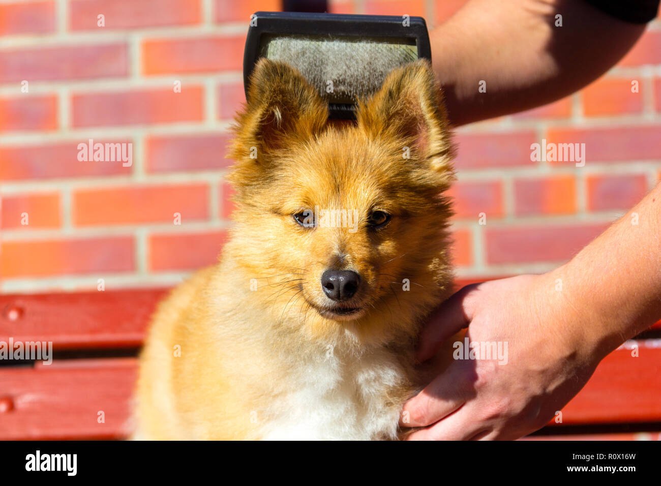 Brush grooming on a young shetland sheepdog Stock Photo