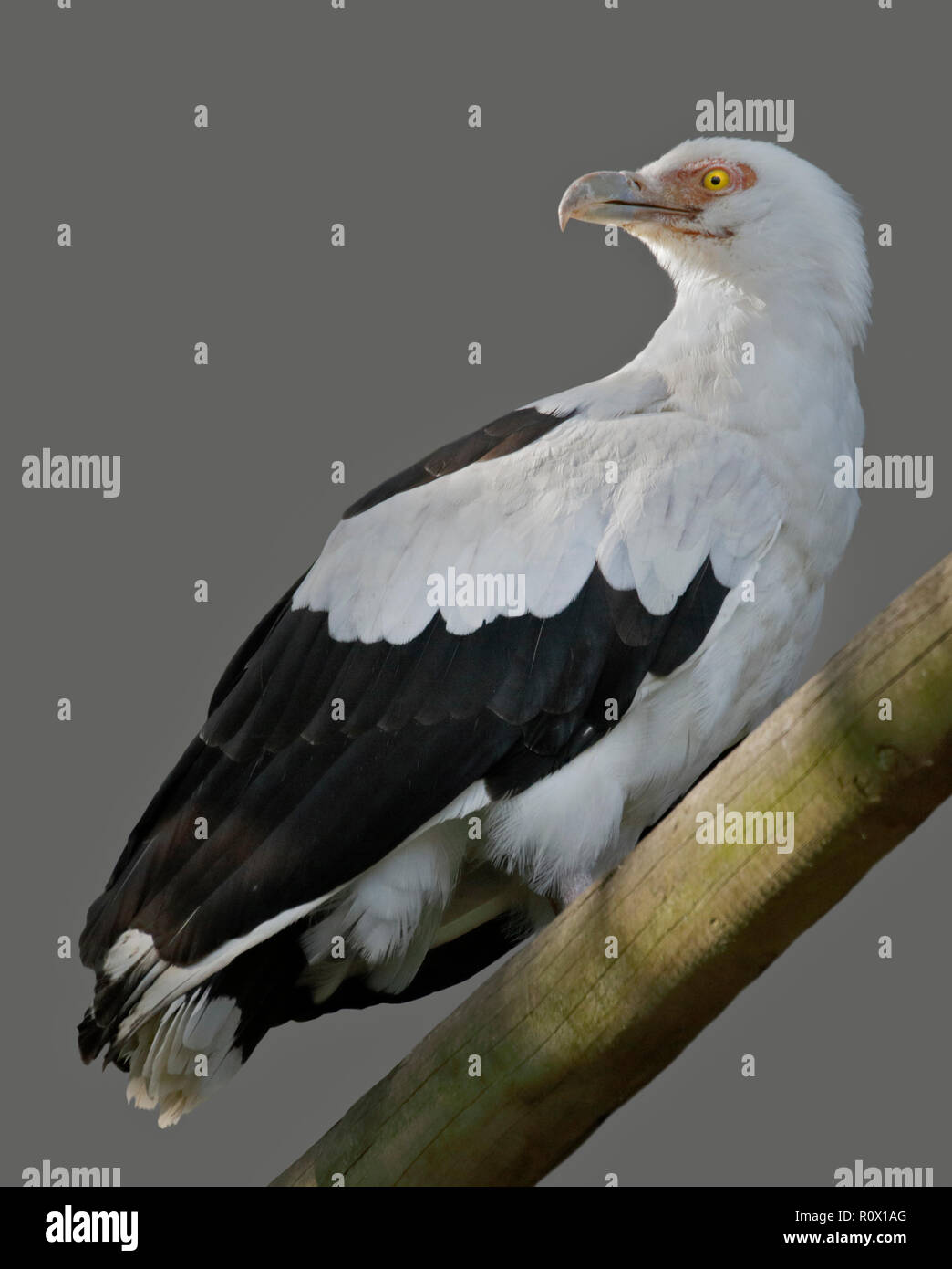 Palmnut Vulture (gypohierax angolensis) Stock Photo