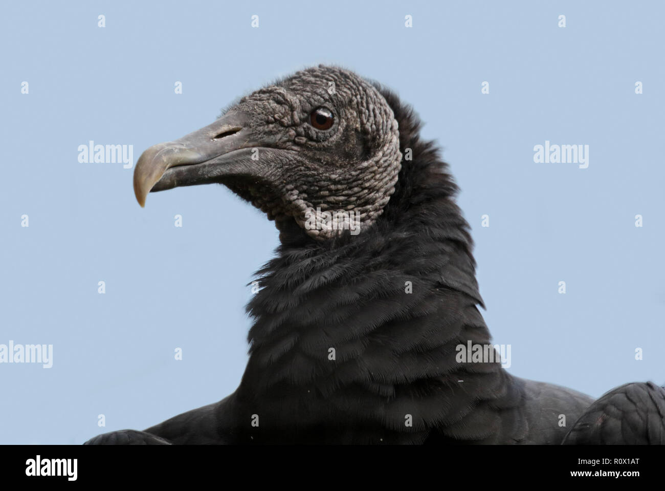 American Black Vulture (corgyps atratus) Stock Photo