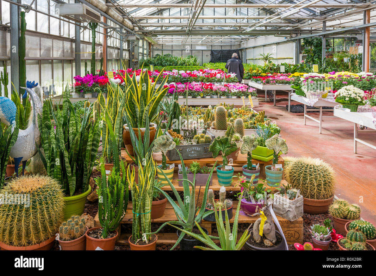 interior of an large greenhouse with blossoming seasonal flowers and plants nursery. Flowers and plants for sale. Trento, northern Italy, Europe Stock Photo