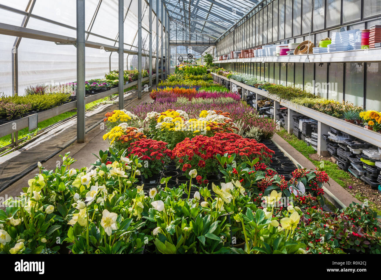 Interior Of An Large Greenhouse With Blossoming Seasonal Flowers And Plants Nursery Flowers And Plants For Sale Trento Northern Italy Europe Stock Photo Alamy