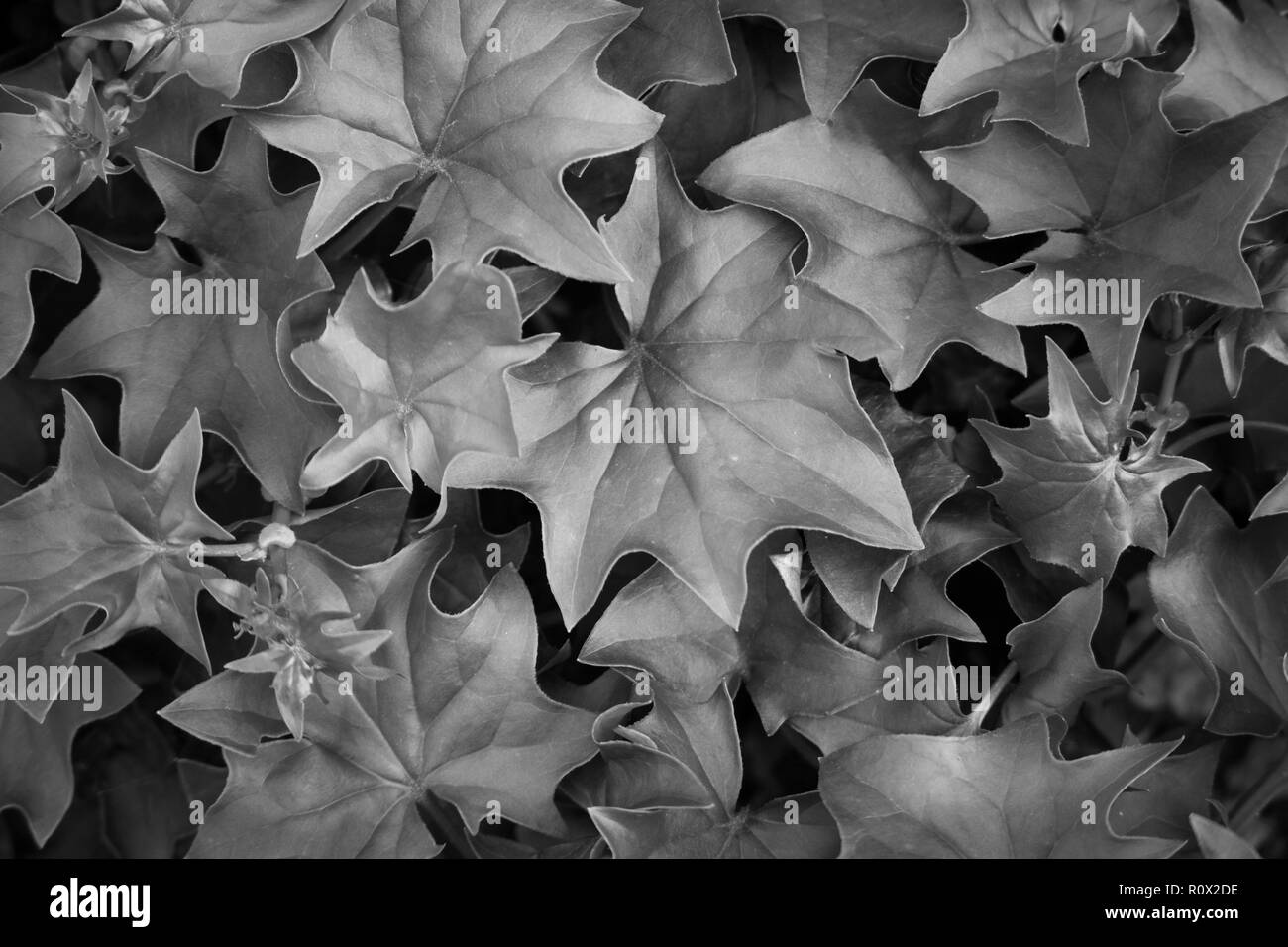 leafy plant in black and white Stock Photo