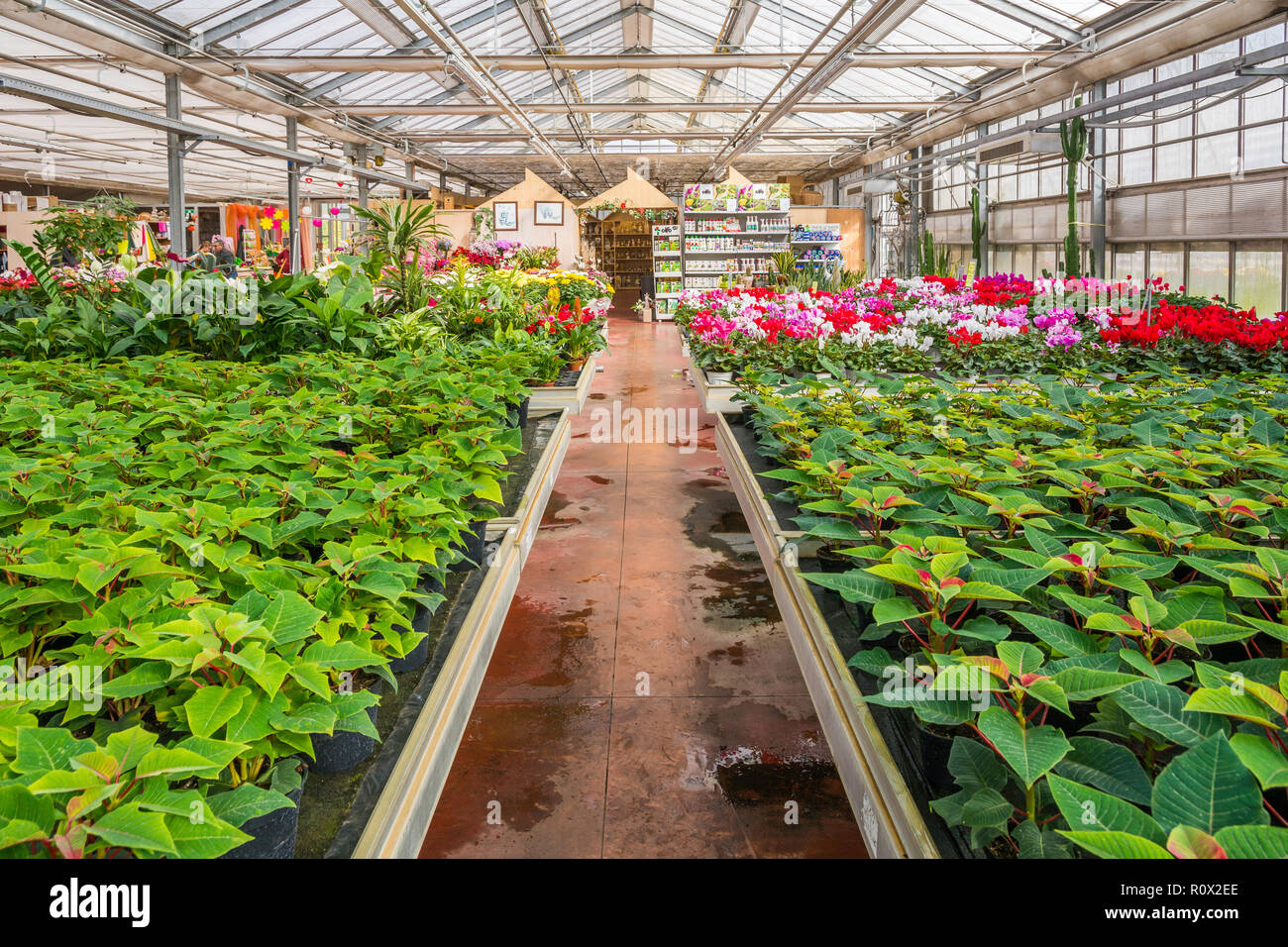 interior of an large greenhouse with blossoming seasonal flowers and plants nursery. Flowers and plants for sale. Trento, northern Italy, Europe Stock Photo