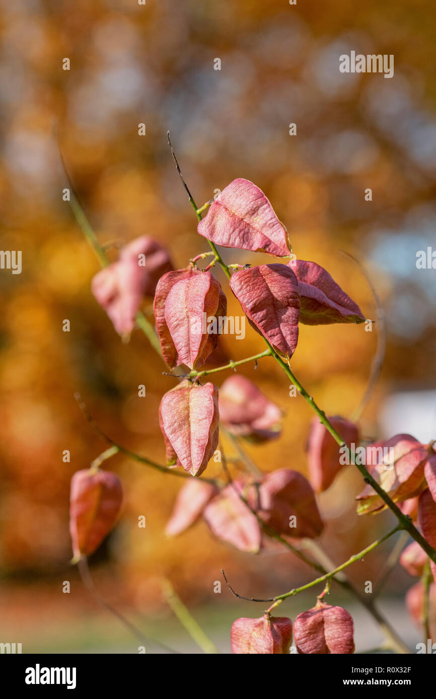 Koelreuteria paniculata ‘Rose Lantern’. Golden Rain Tree seed pod in autumn. UK Stock Photo