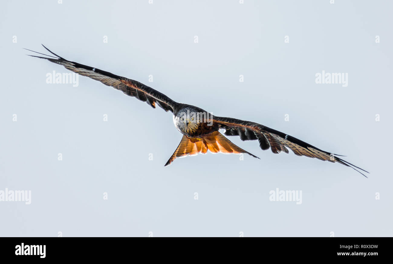Birds of prey in france hires stock photography and images Alamy