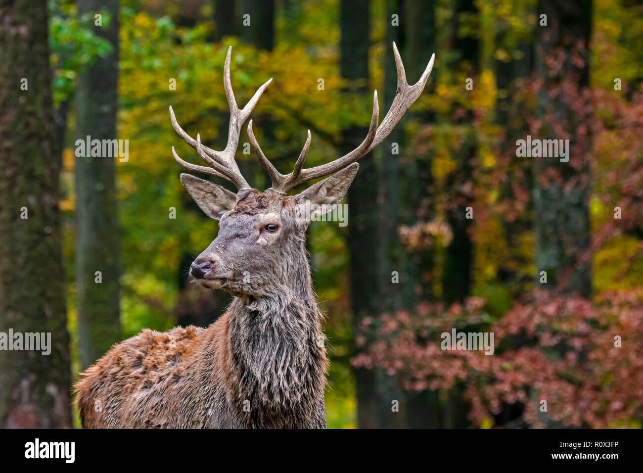 Young red deer (Cervus elaphus) stag / male in autumn forest in the Ardennes during the hunting season Stock Photo