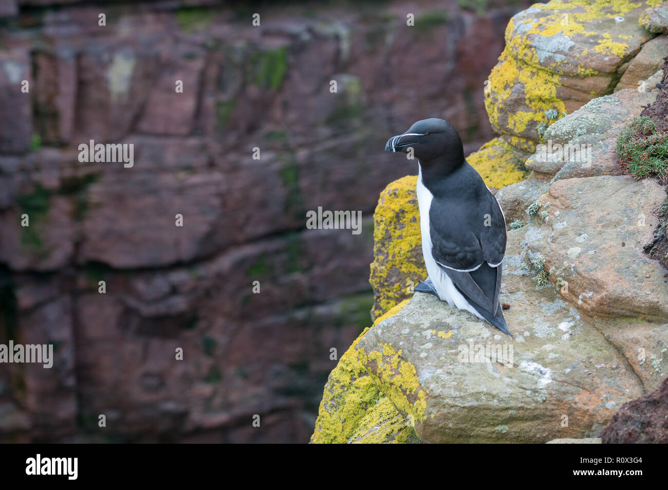 Razorbill (Alca torda) on Handa Island, Scotland Stock Photo