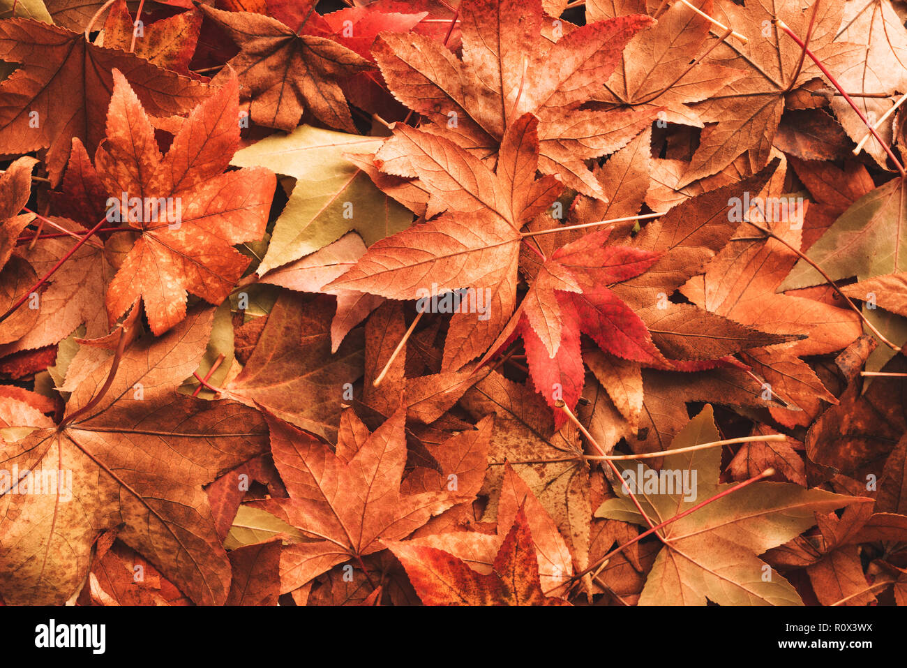 Dry autumn leaves on the ground, fall season background Stock Photo - Alamy