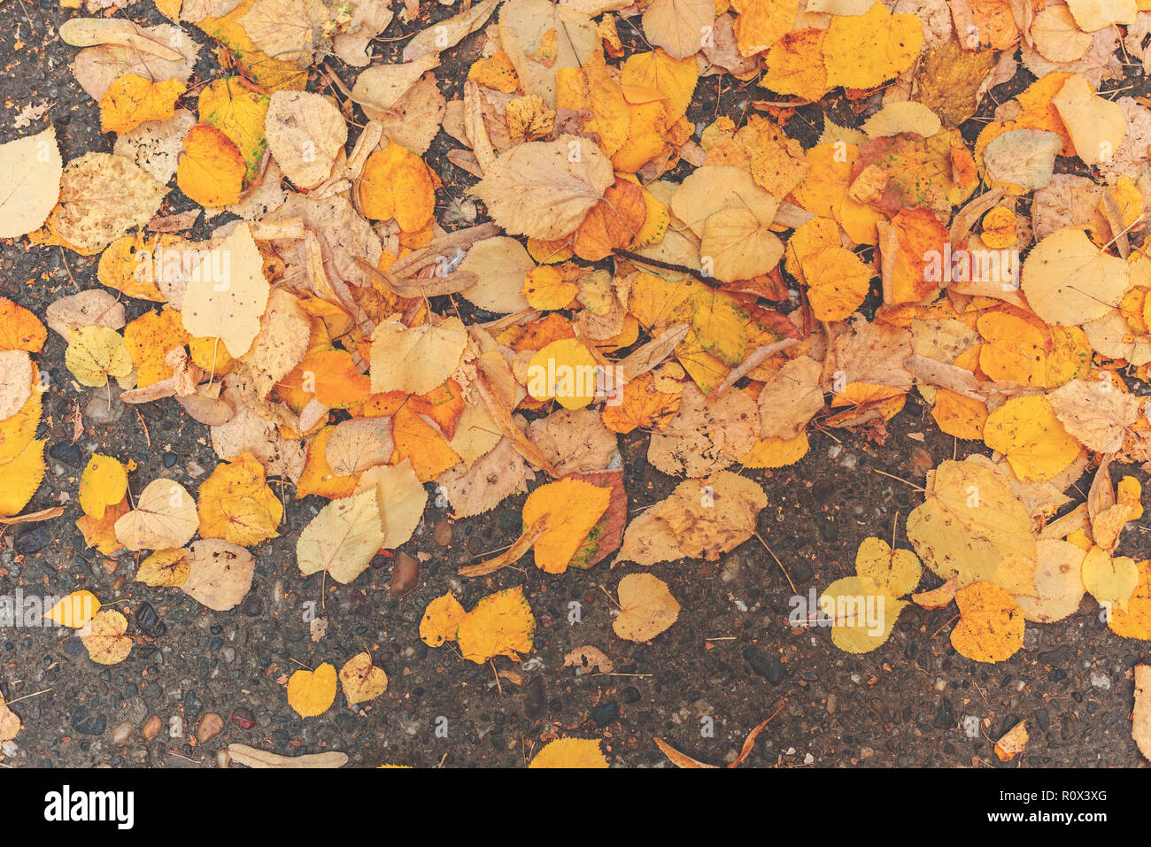 Yellow autumn leaves on asphalt road, top view of fall season ...