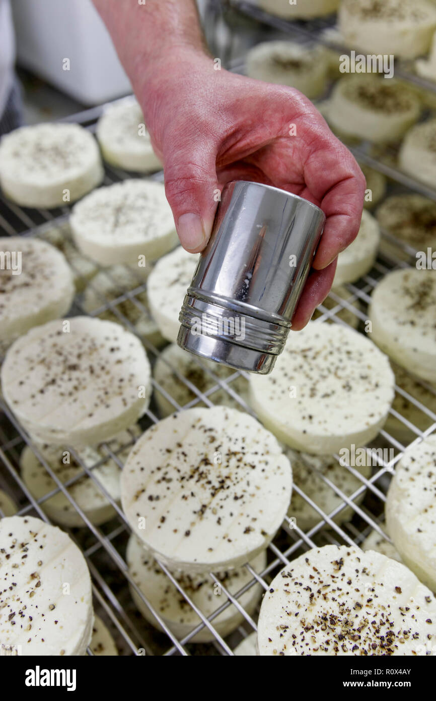 Manufacturing process of small rounds of soft cheese No.2 Stock Photo ...