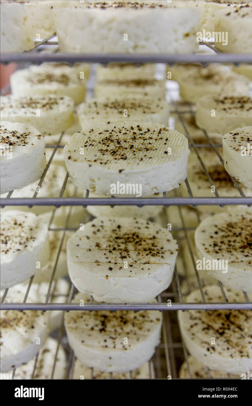 Manufacturing process of small rounds of soft cheese No.4 Stock Photo ...