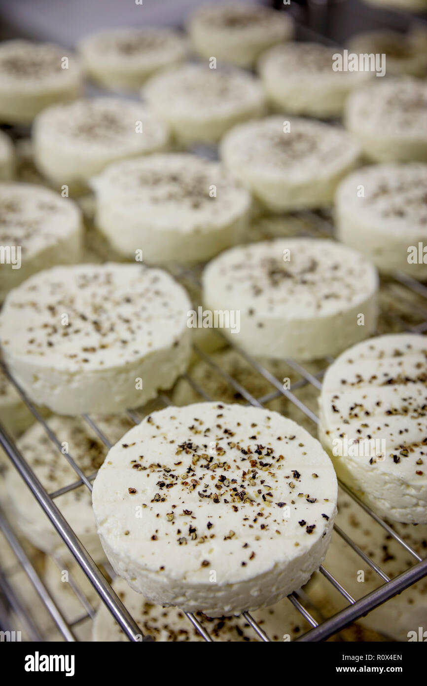 Manufacturing process of small rounds of soft cheese No.9 Stock Photo ...