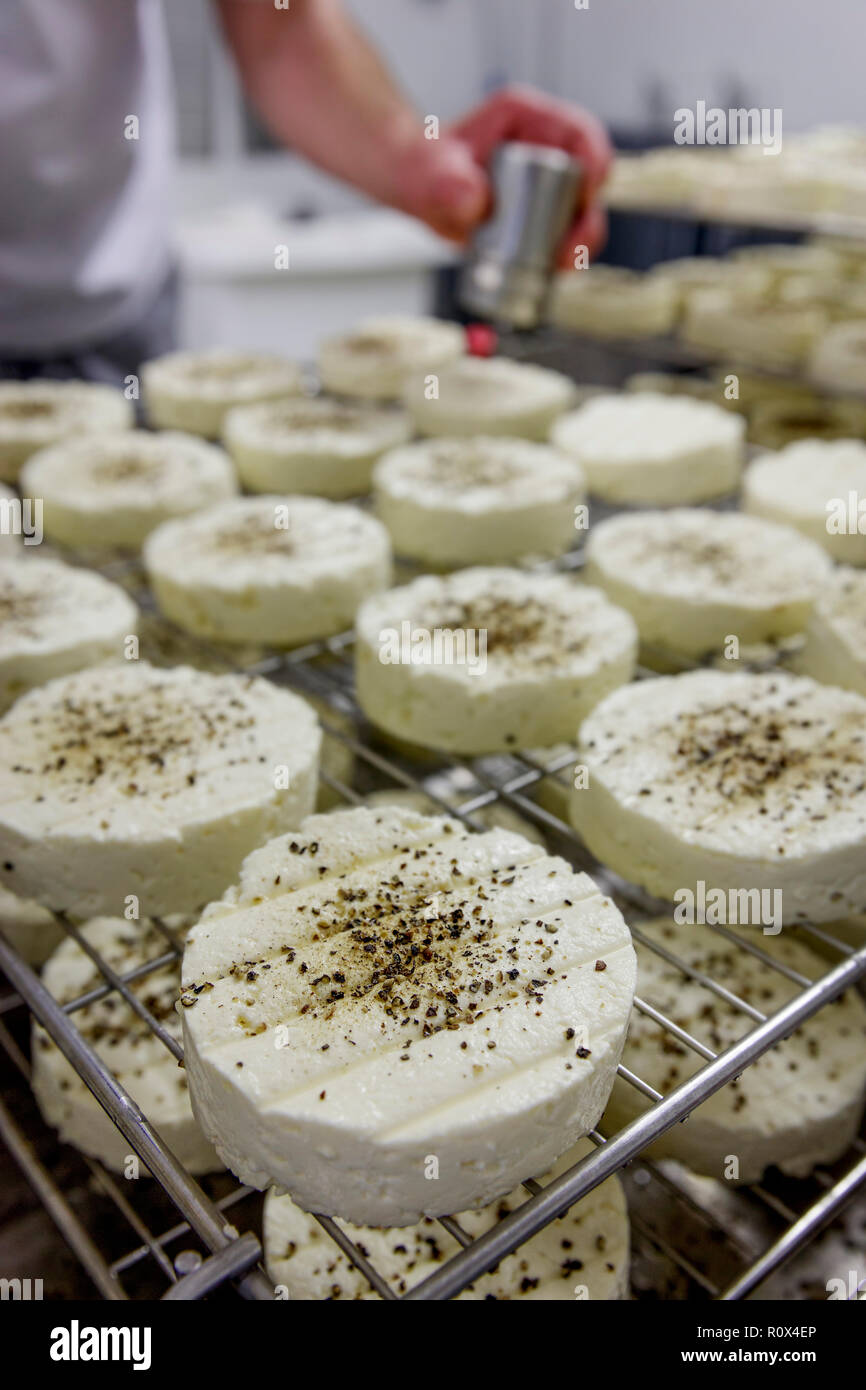 Manufacturing process of small rounds of soft cheese No.6 Stock Photo