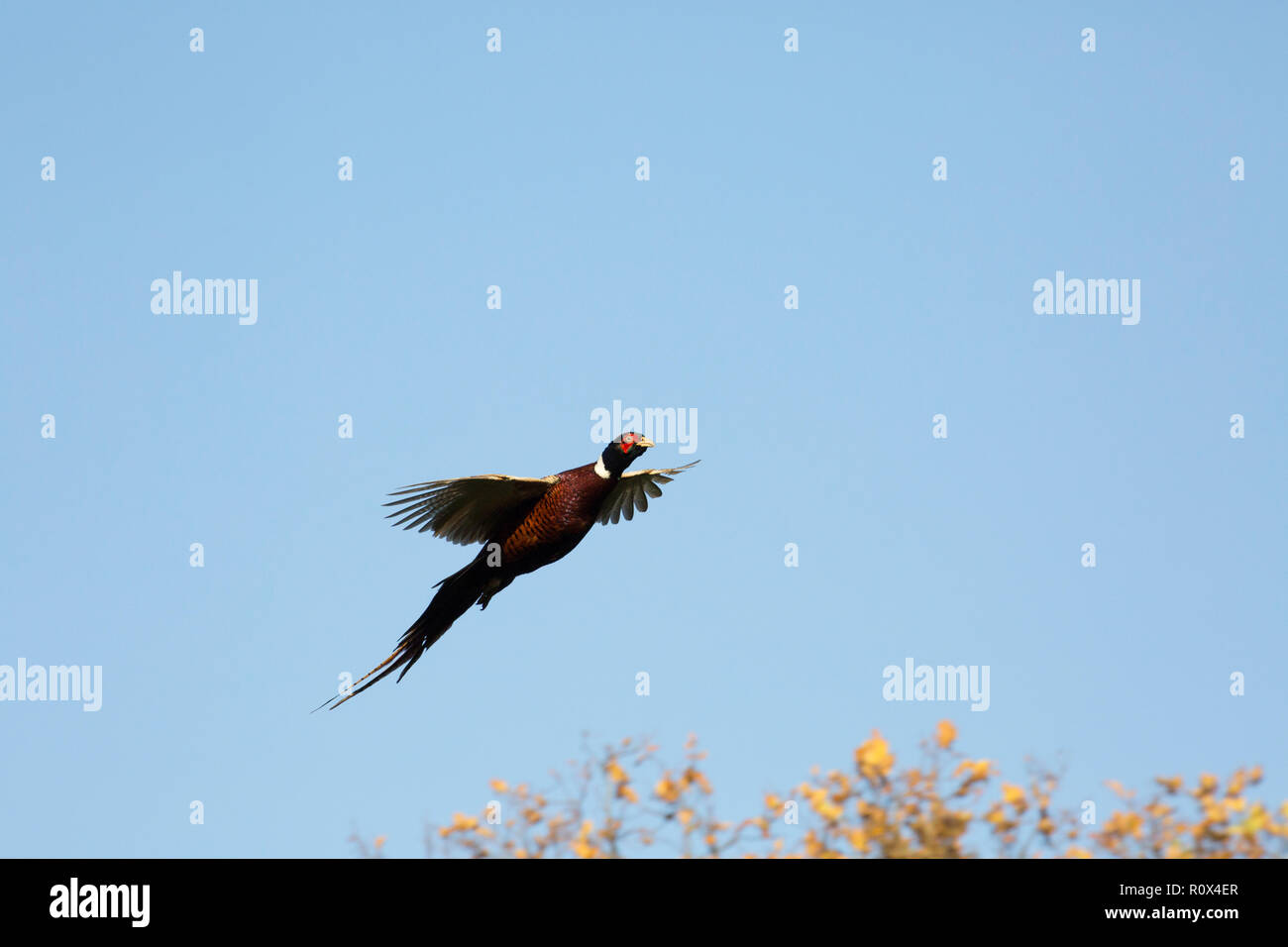 A cock pheasant that has been flushed by beaters on a driven gameshoot