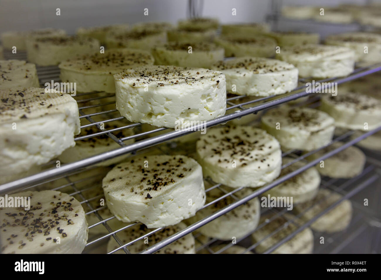 Manufacturing process of small rounds of soft cheese No.7 Stock Photo