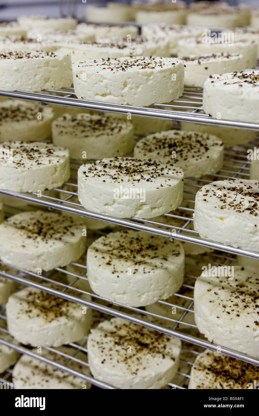 Manufacturing process of small rounds of soft cheese No.8 Stock Photo
