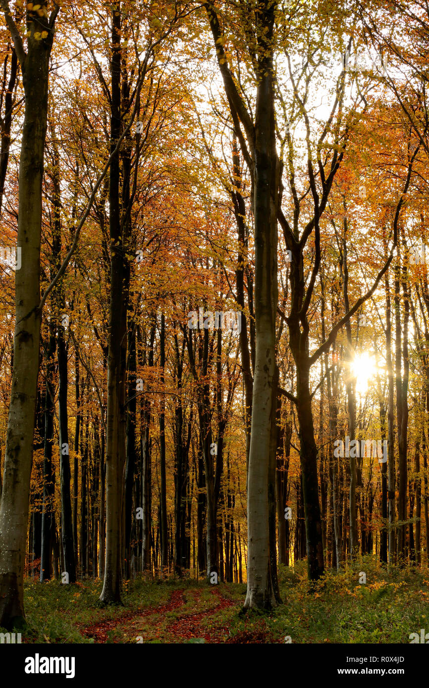 Autumn falling leaves uk tranquil peaceful hi-res stock photography and ...