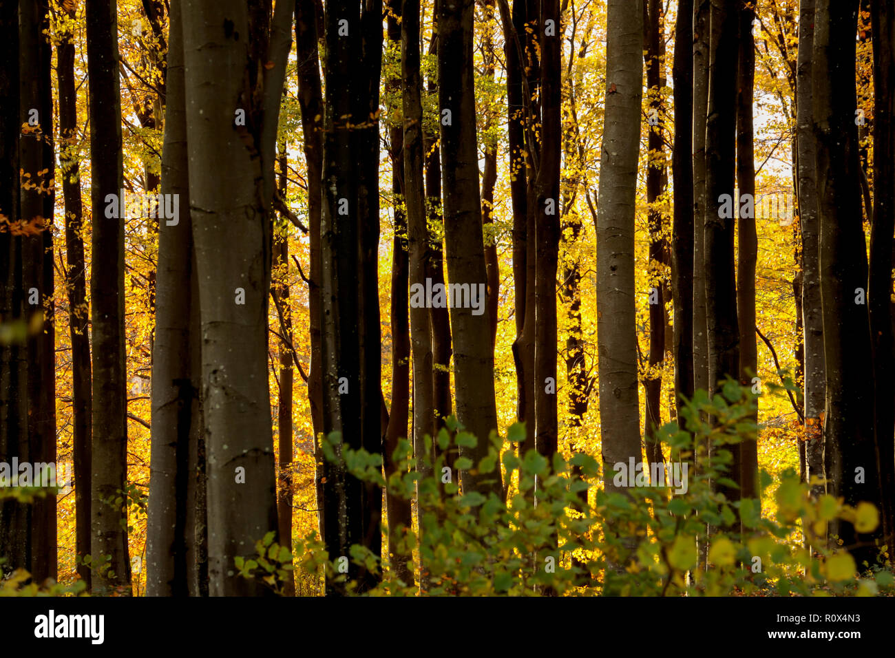 Afternoon Autumn sunlight in November shining through beech trees and leaves in woodlands. Dorset England UK GB Stock Photo