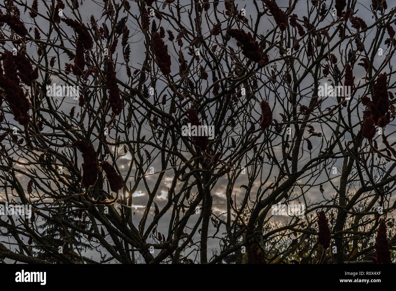 Backgound with leaves and nice clouds Stock Photo