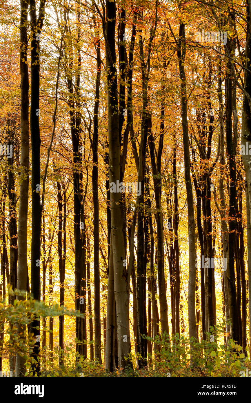Afternoon Autumn sunlight in November shining through beech trees and leaves in woodlands. Dorset England UK GB Stock Photo