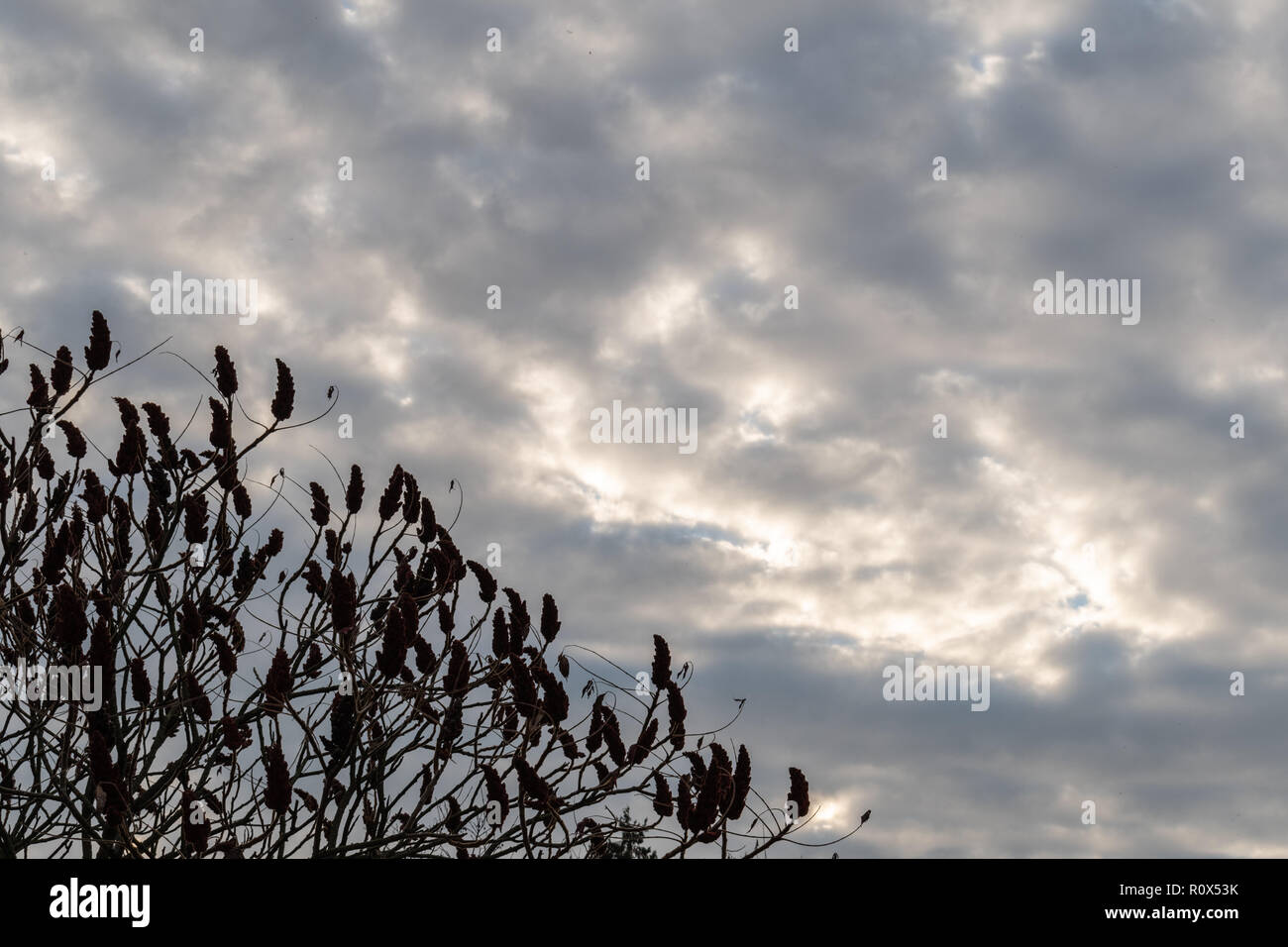 Vigorous deciduous trees hi-res stock photography and images - Alamy