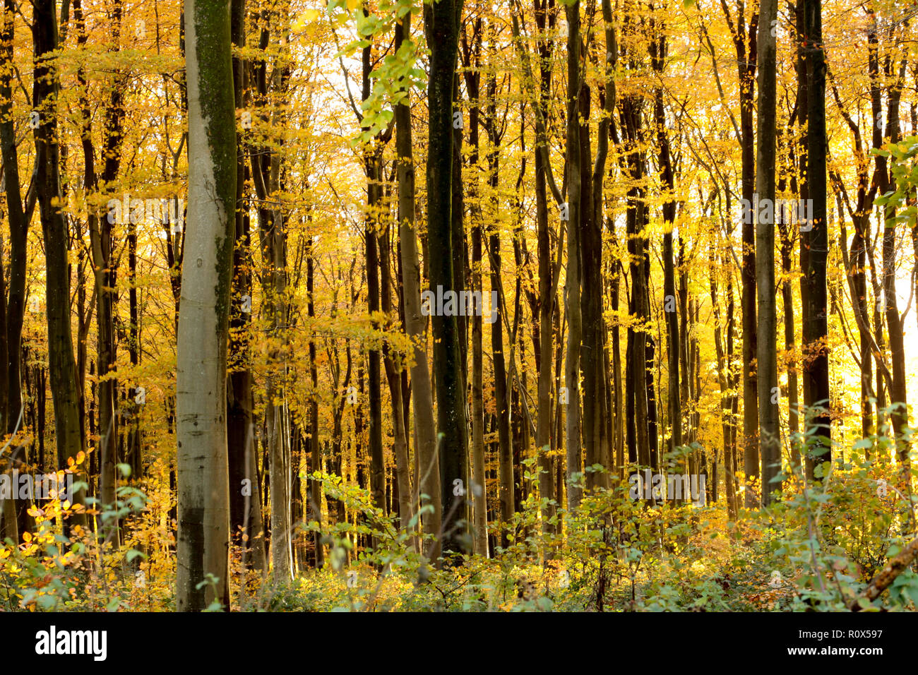 Afternoon Autumn sunlight in November shining through beech trees and leaves in woodlands. Dorset England UK GB Stock Photo