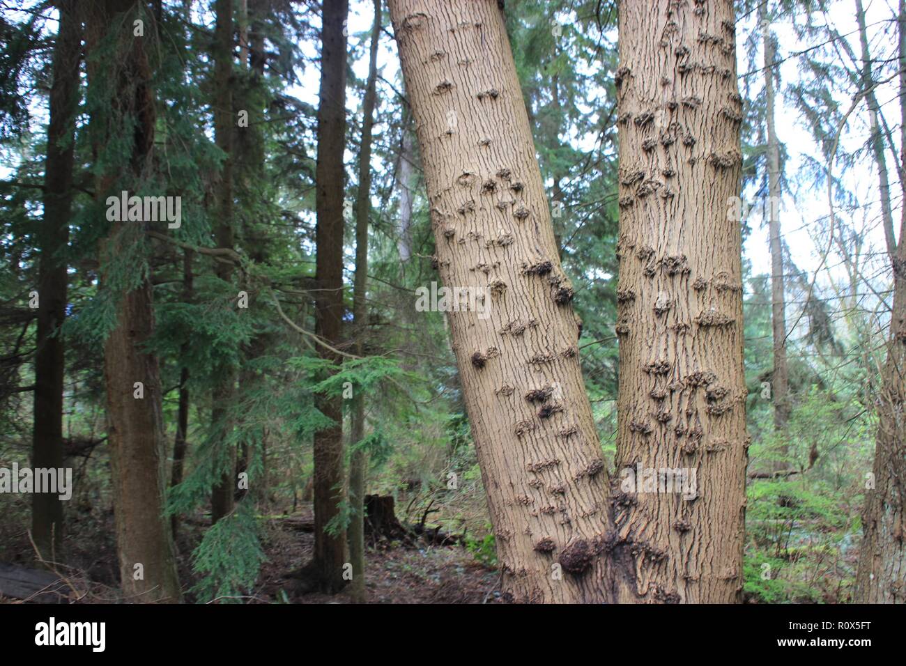 Evergreen trees in the Forest, Vancouver, Canada Stock Photo Alamy