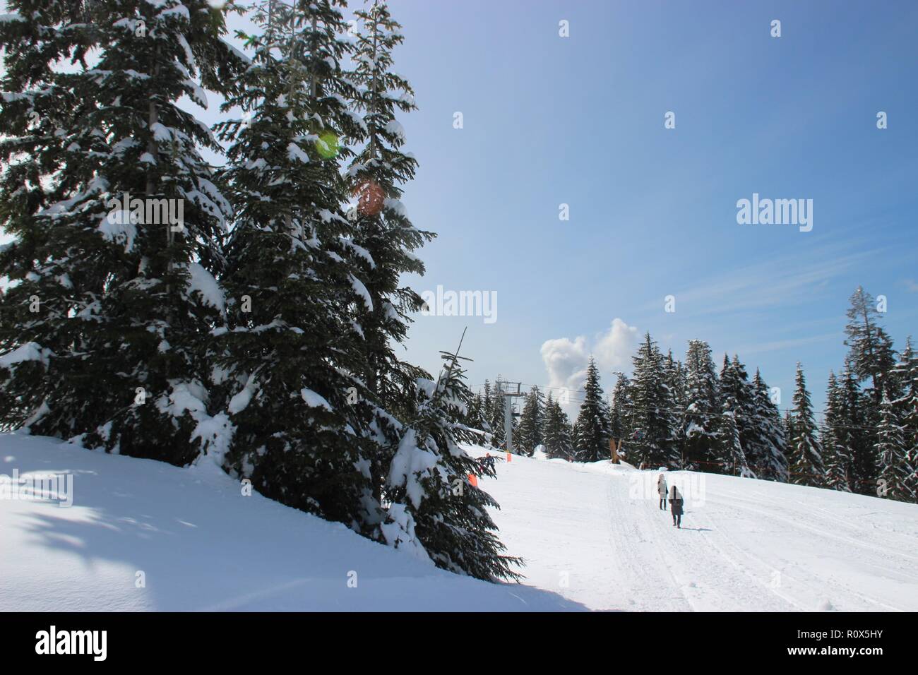 Christmas trees (Evergreen trees) Covered with Snow, Grouse Mountain, Vancouver, Canada Stock Photo