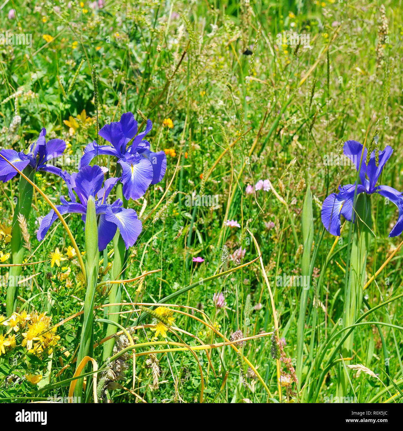 Forbs Herbs forbs hi-res stock photography and images - Alamy