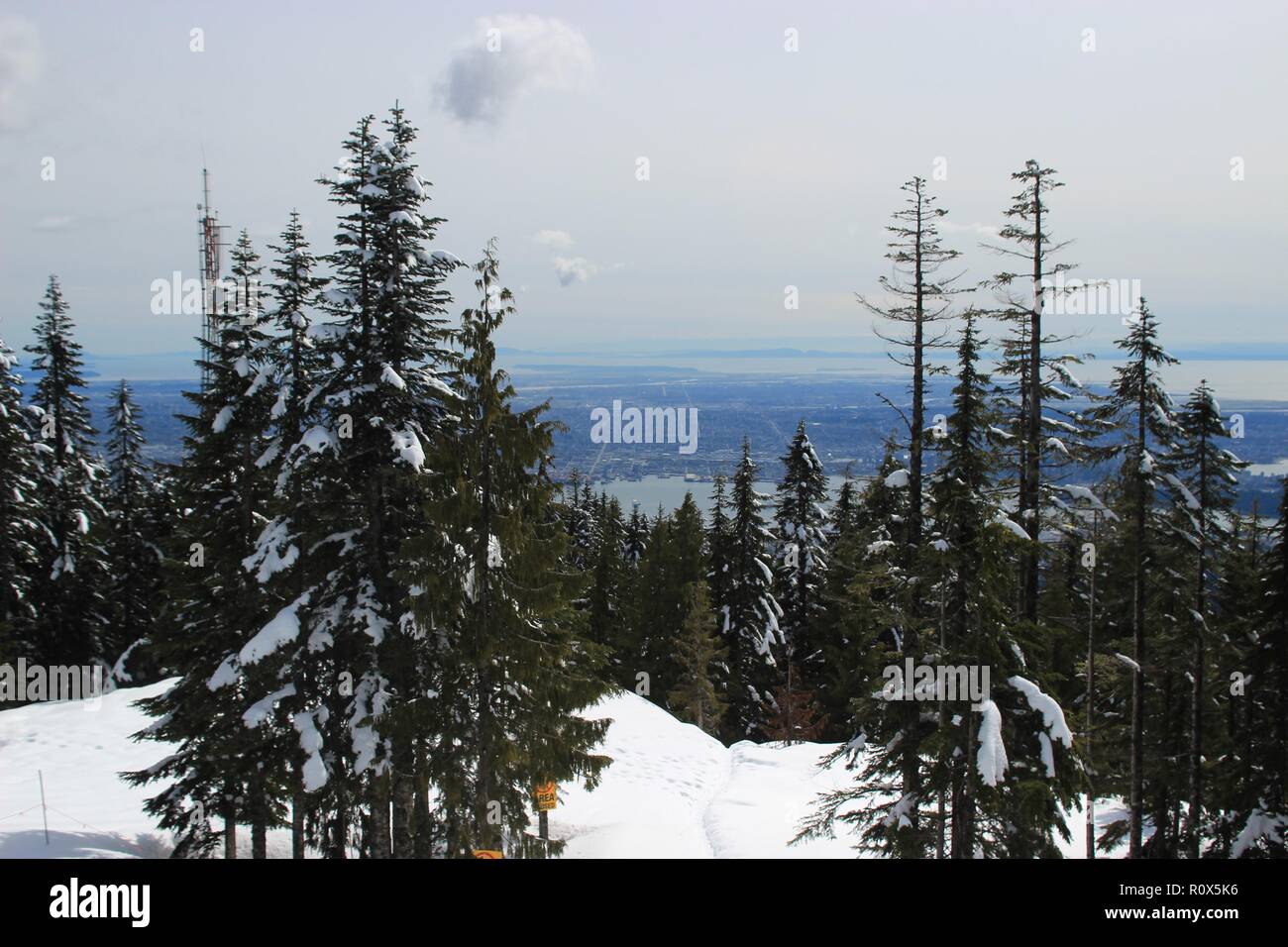 Christmas trees (Evergreen trees) Covered with Snow, Grouse Mountain